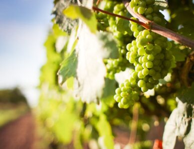 Sauvignon